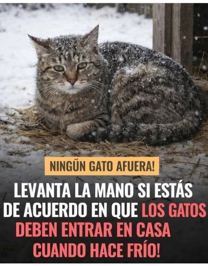 Rincón Curioso (@rincncuriosoo) on Twitter photo 