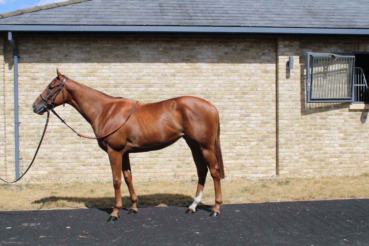 William Knight Racing tweet media