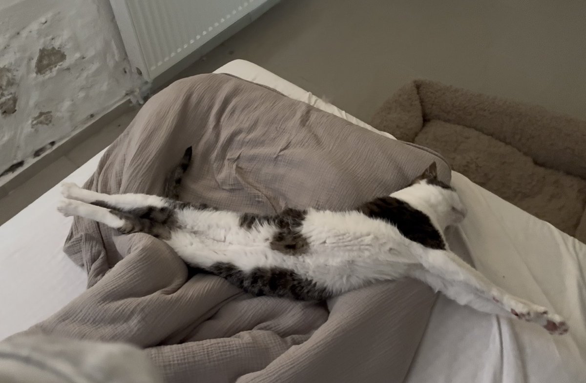 Crunchycat Luna tweet media