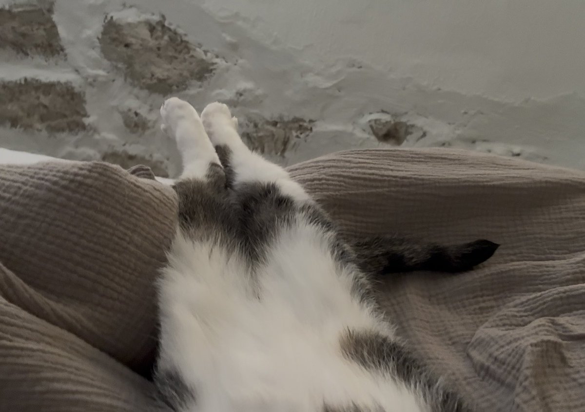 Crunchycat Luna tweet media