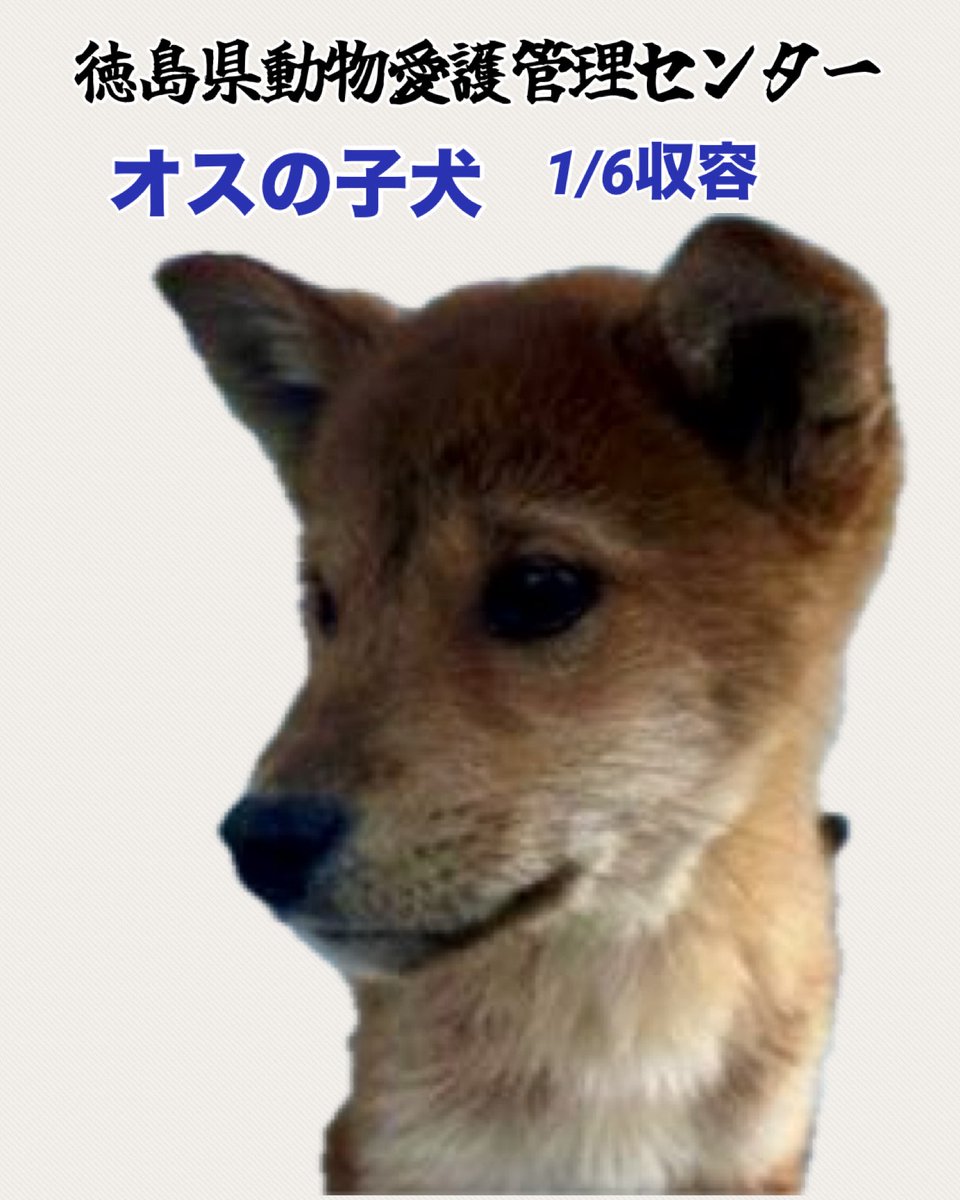 #仔犬収容
仔犬の収容
野犬の子と思われます
母親から離れられない仔犬を
無理やり捕獲してのか⁉️
徳島県の行き場のない子です
応援お願い致します🍀🙏🏻

♦️1/6 名西郡神山町阿野字松尾
🔹生後3~5ヶ月・茶・オス
🆘徳島県動物愛護管理センター
douai-tokushima.com/stray/doglist