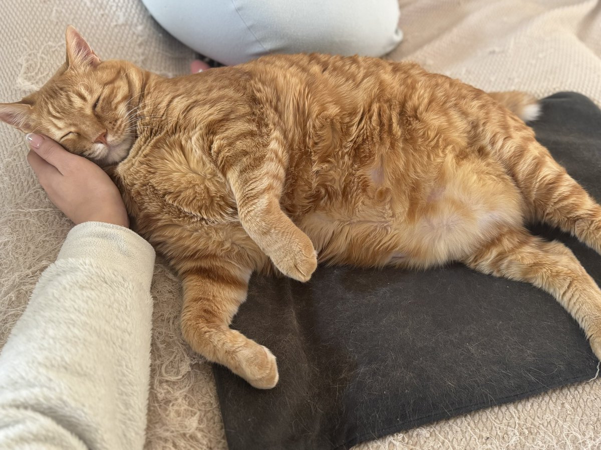 とらまるくん🐈 (@toramaru_1120) / Posts / X