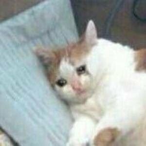 chayenyen_'s tweet image. คิดถึงน้องไปร์ทเป็นจำนวนมาก🥺🥺🥺🥺