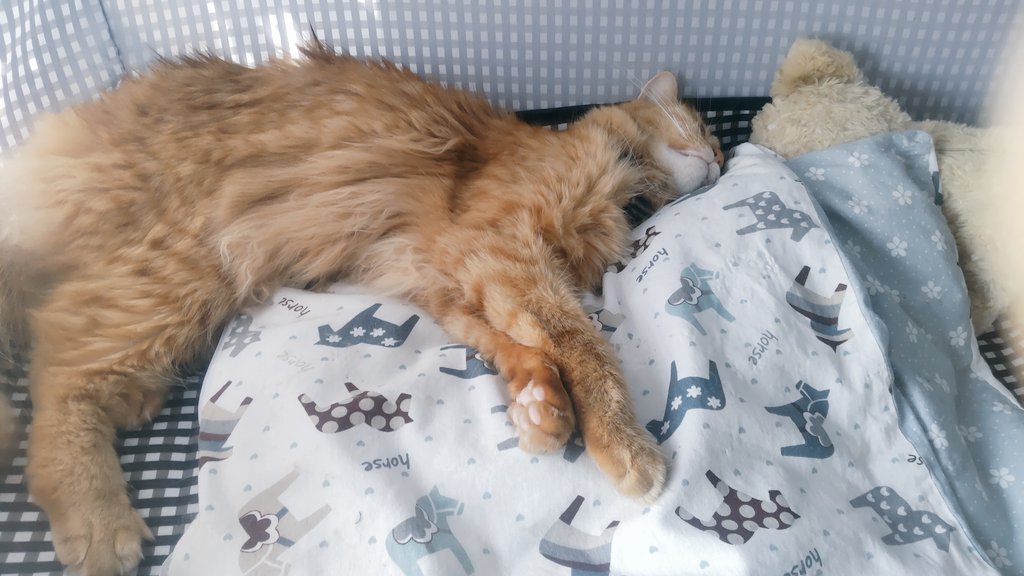 もちまる もちまるぬいぐるみ | Yell World｜エールワールド