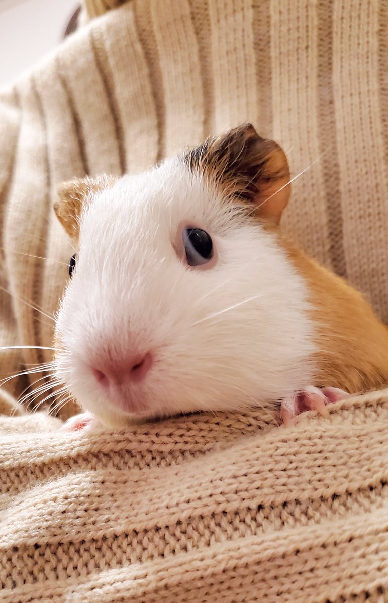 なつこ :p🧡🐵🇫🇷🐎🟡四国一周制覇 (@7a2co) / Posts / X