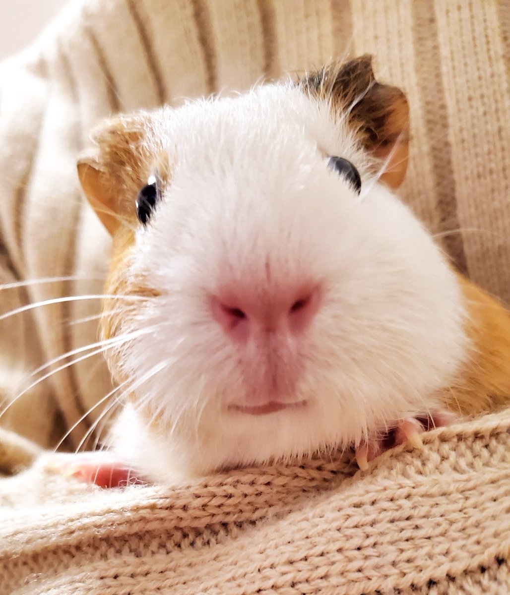 なつこ :p🧡🐵🇫🇷🐎🟡四国一周制覇 (@7a2co) / Posts / X