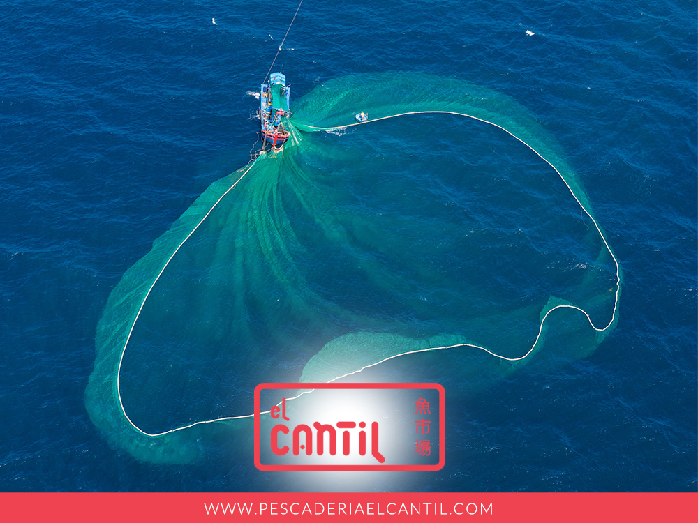 Pescaderia El Cantil tweet media