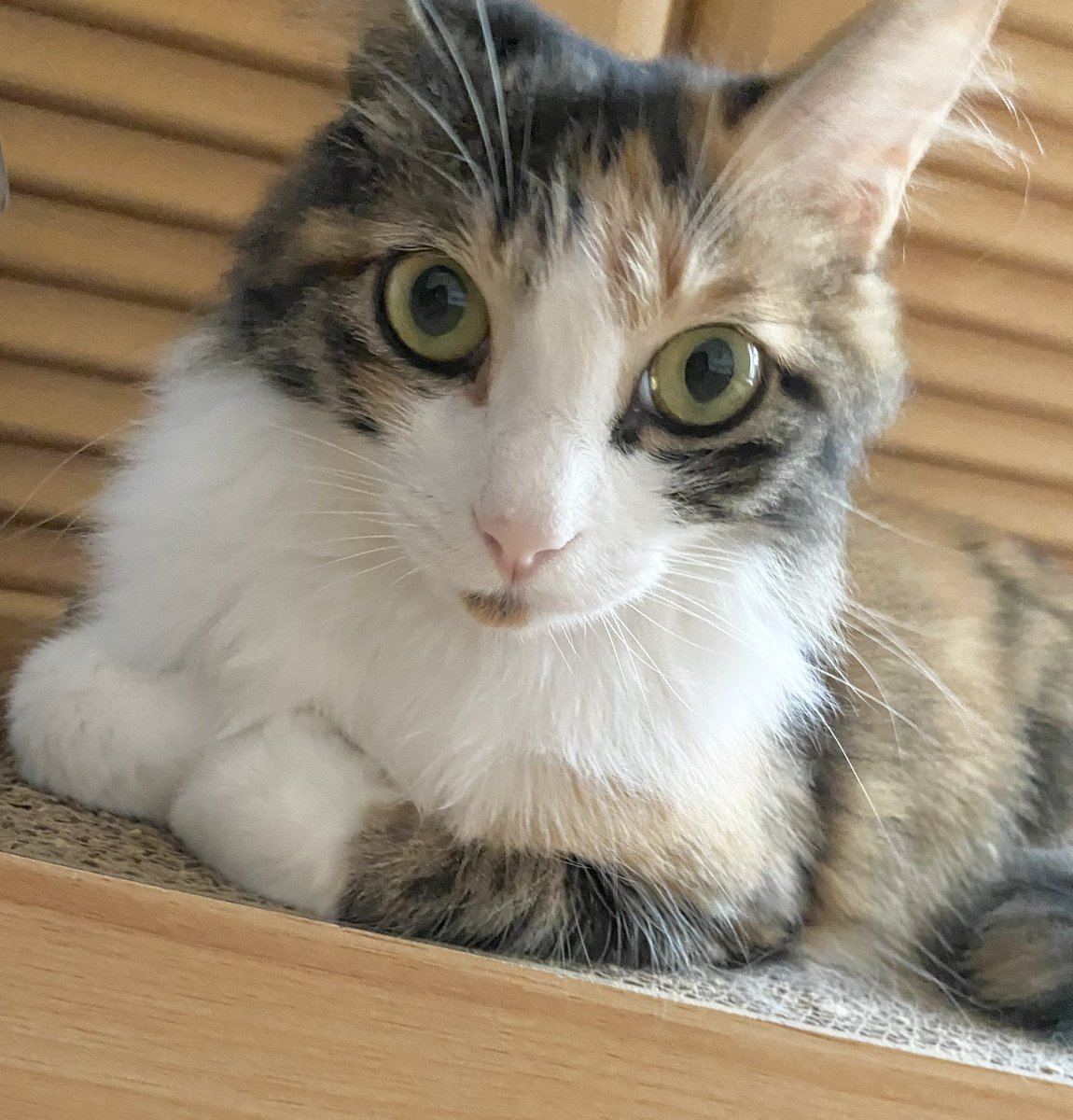 みけさん・くろさん (@KMS3610) / Posts / X