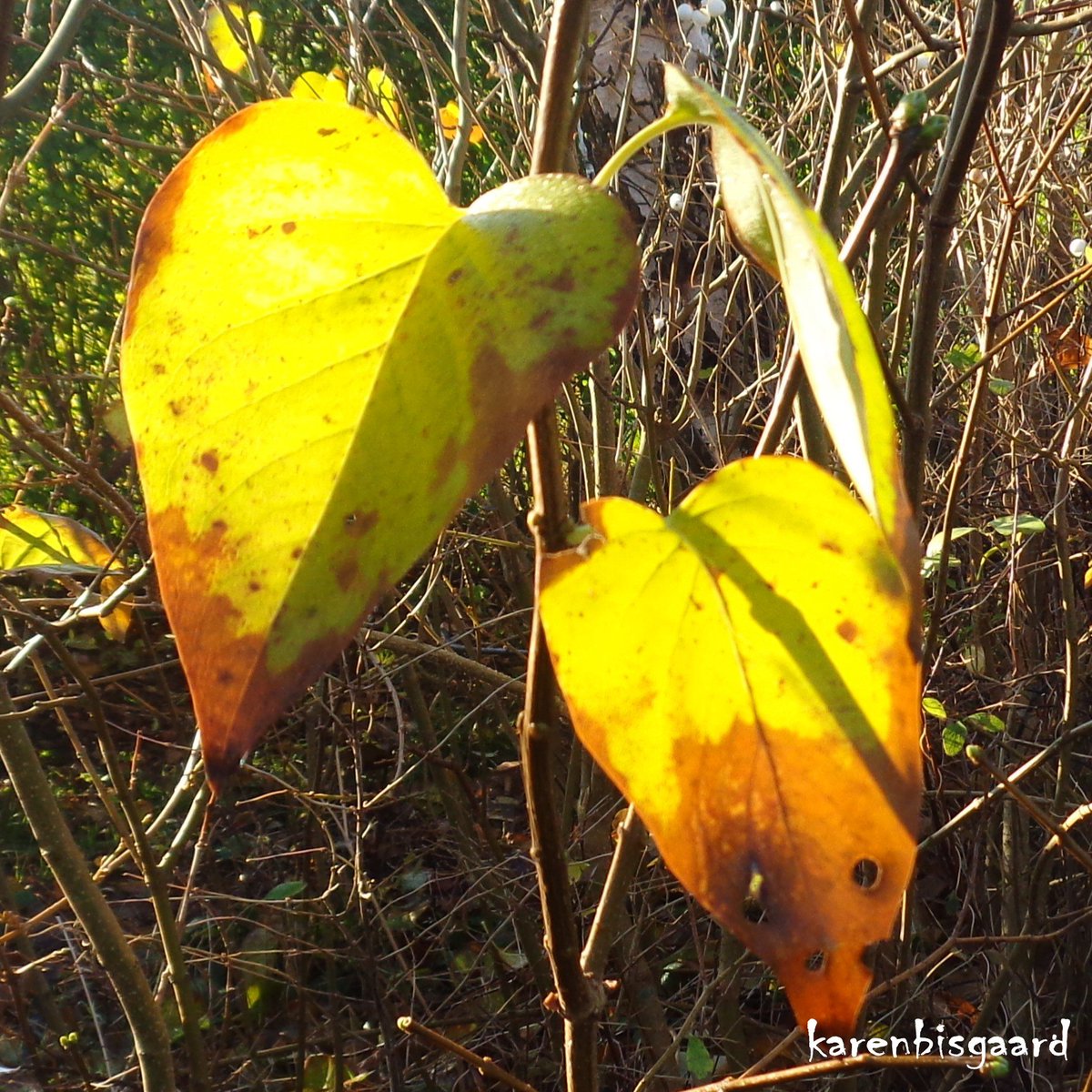 KarenBisgaard1's tweet image. karensnaturephotography.blogspot.com/2026/01/backli…
#autumnleaves #backlit #naturephotography