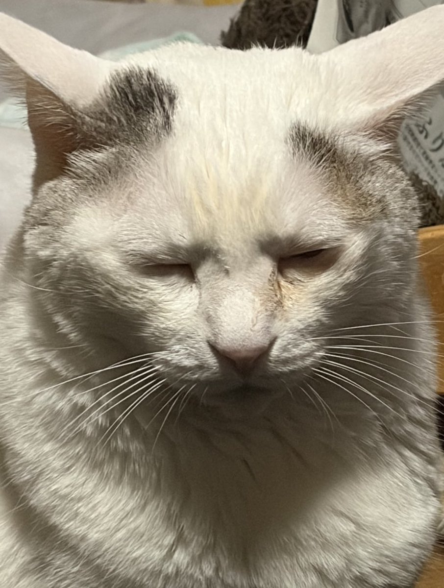 ayanya5's tweet photo. ねむねむ💤
 #猫好きさんと繫がりたい　#猫のいる暮らし https://t.co/ezqVfk9B7y