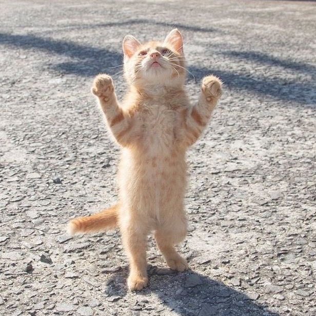 korekaramowish's tweet image. 에 나니? 딴딴딴~.. 딴딴딴~.. 딴딴딴~.. 딴딴딴~..