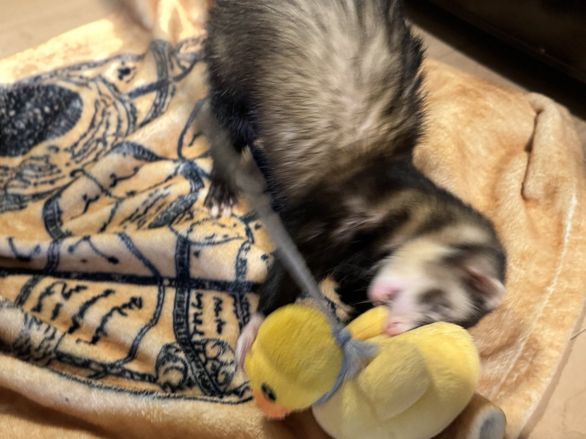 もぐ (@kukkuxmogu) / Posts / X