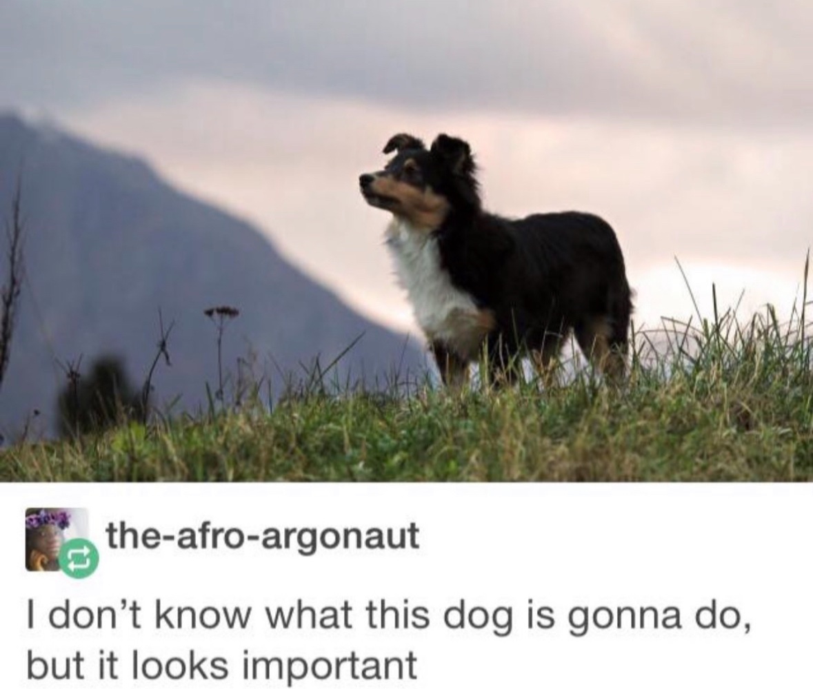 RespectfulMemes's tweet image. 