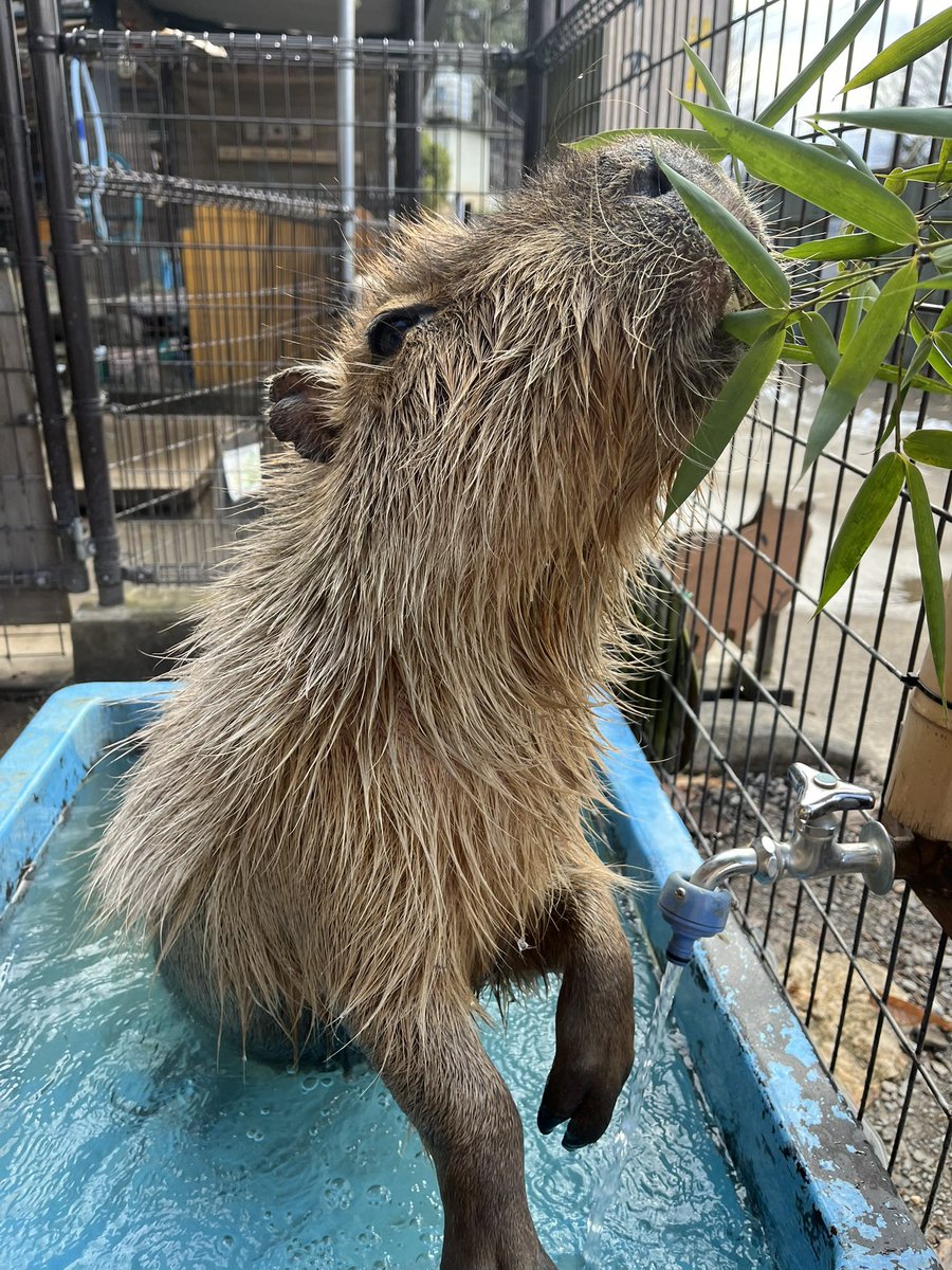 けろけろ (@capyanimal) / Posts / X