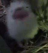 Mew_Number151's tweet image. //made a strawpage for Mew and my other two mythical accounts @Time_Ilex and @Yawn___Zzz___

mythicaltrio.straw.page