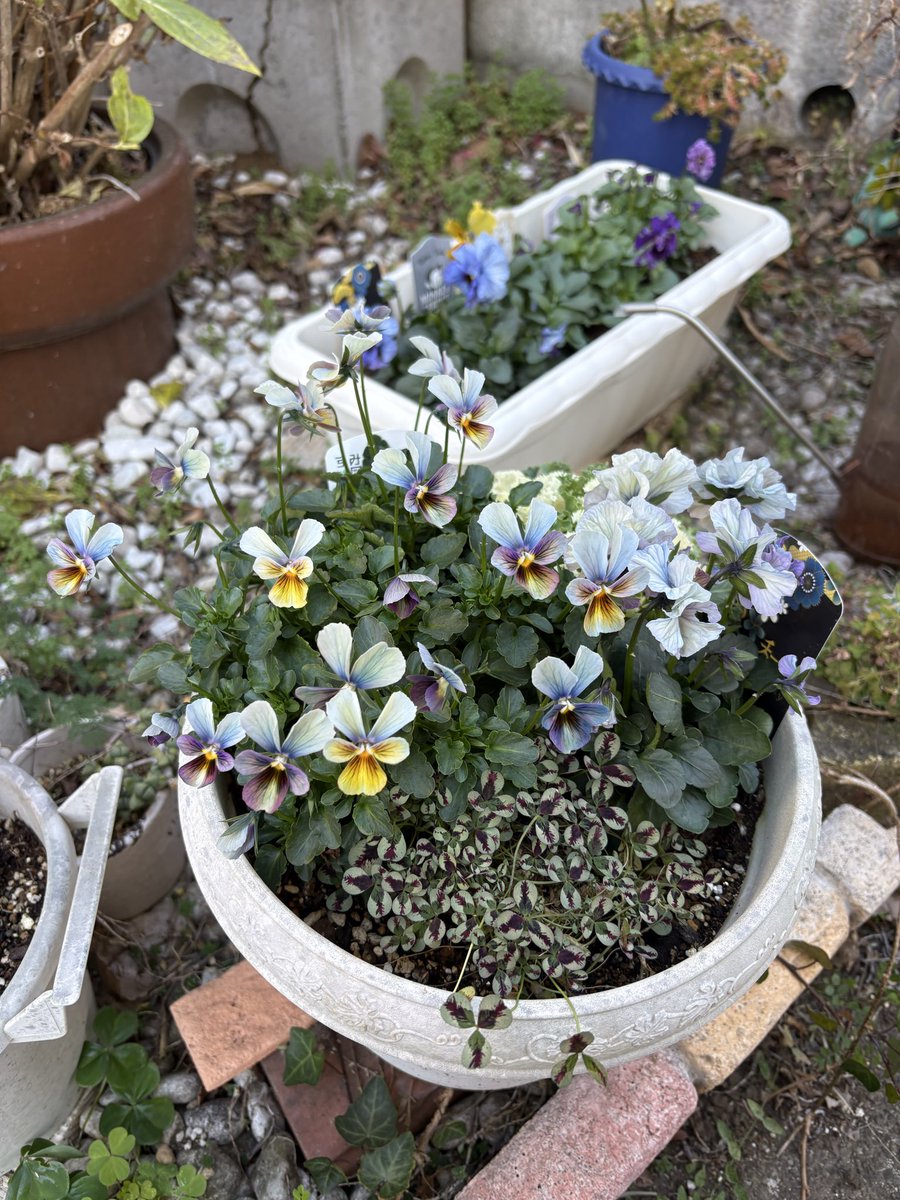 すみれ図鑑。なんと黄色が入り始めました✨️( ^-' )✨️ 何だか花色が