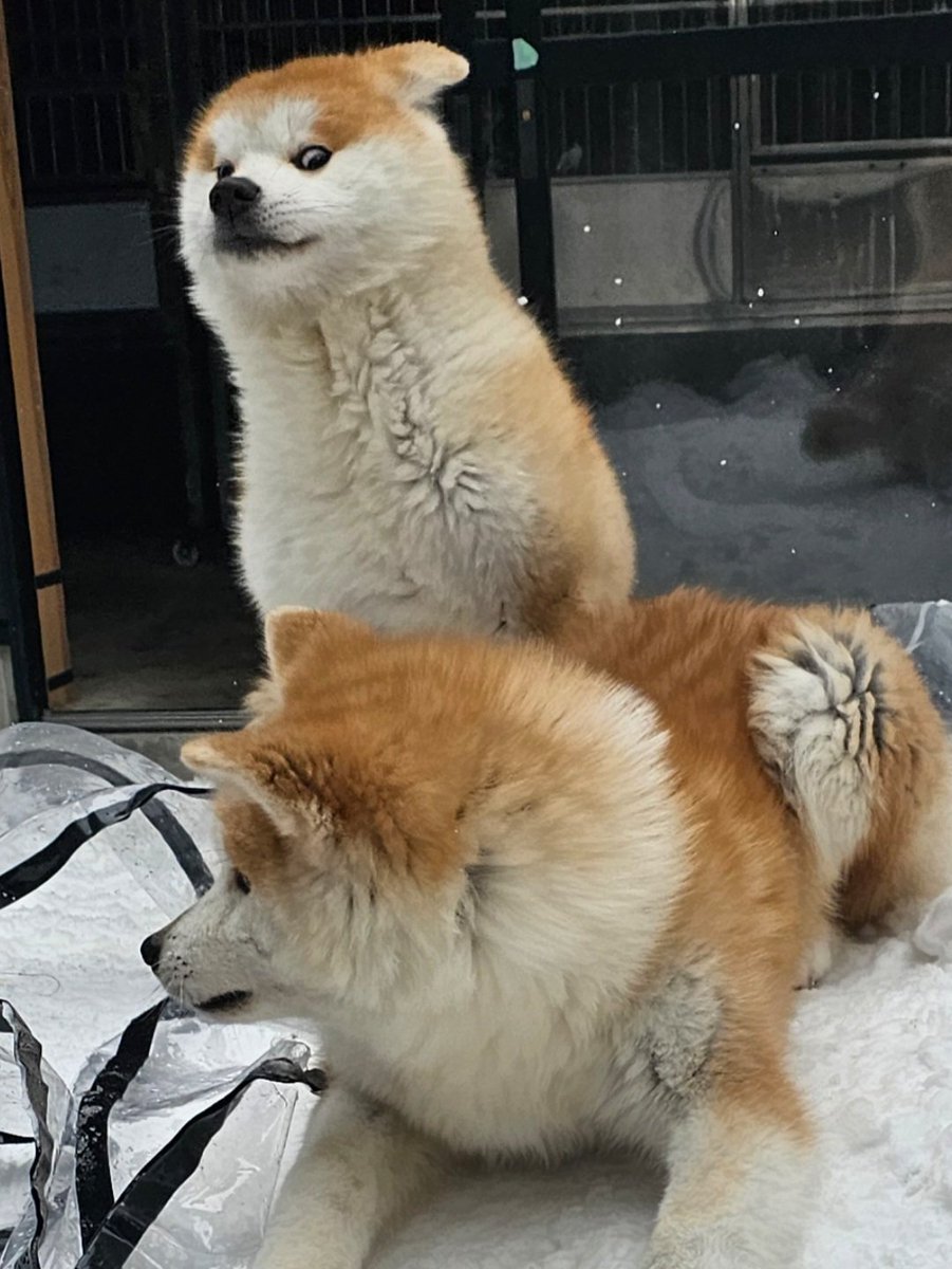 チラ見同士 ⚆દ⁠⚆◠ｪ◕ *´