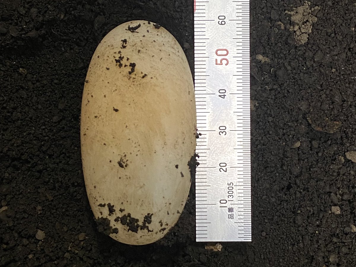 今年も産卵が始まりました🥚
相変わらずでかいメキシコアカスジ卵