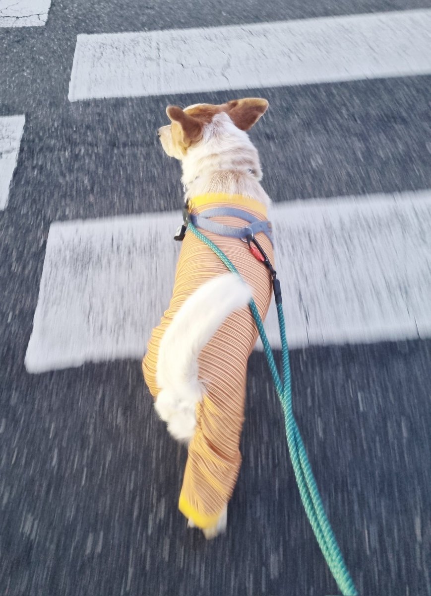 많이 신난 오후 산책
워낙 산책을 좋아해서
지금은 발가락 상처 때문에 줄여서 해야 하는데
이런 이유가 아님 산책 줄이기가 어려워요😂

#가족찾는마일로