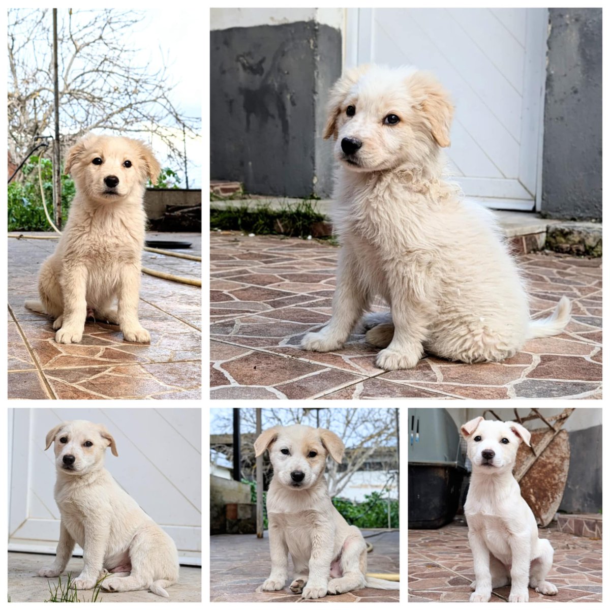 Cuteness overload 😍 Κουτάβια έτοιμα για υιοθεσία, βοηθήστε να ζήσουν με οικογένεια. Βοηθήστε μας να συνεχίσουμε τις διασώσεις. Βρίσκονται στη Μεσσηνία αλλά οι αποστάσεις δεν είναι εμπόδιο στην παντοτινή αγάπη ❤️