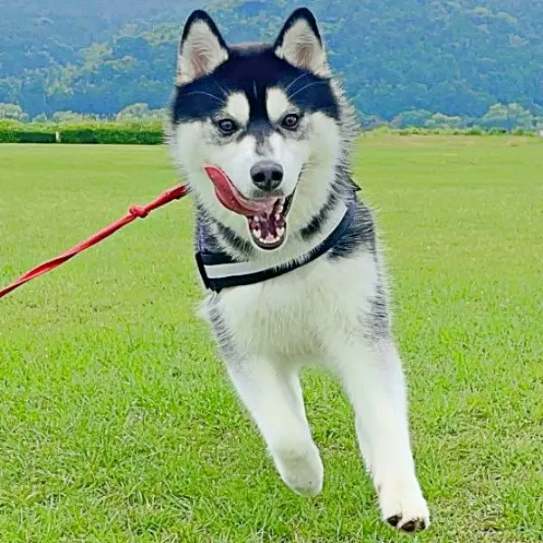 おとび💥シベリアンハスキー🐺(ｶｲﾇｼ:ﾅﾙｺ) (@husky_Oto) / Posts / X