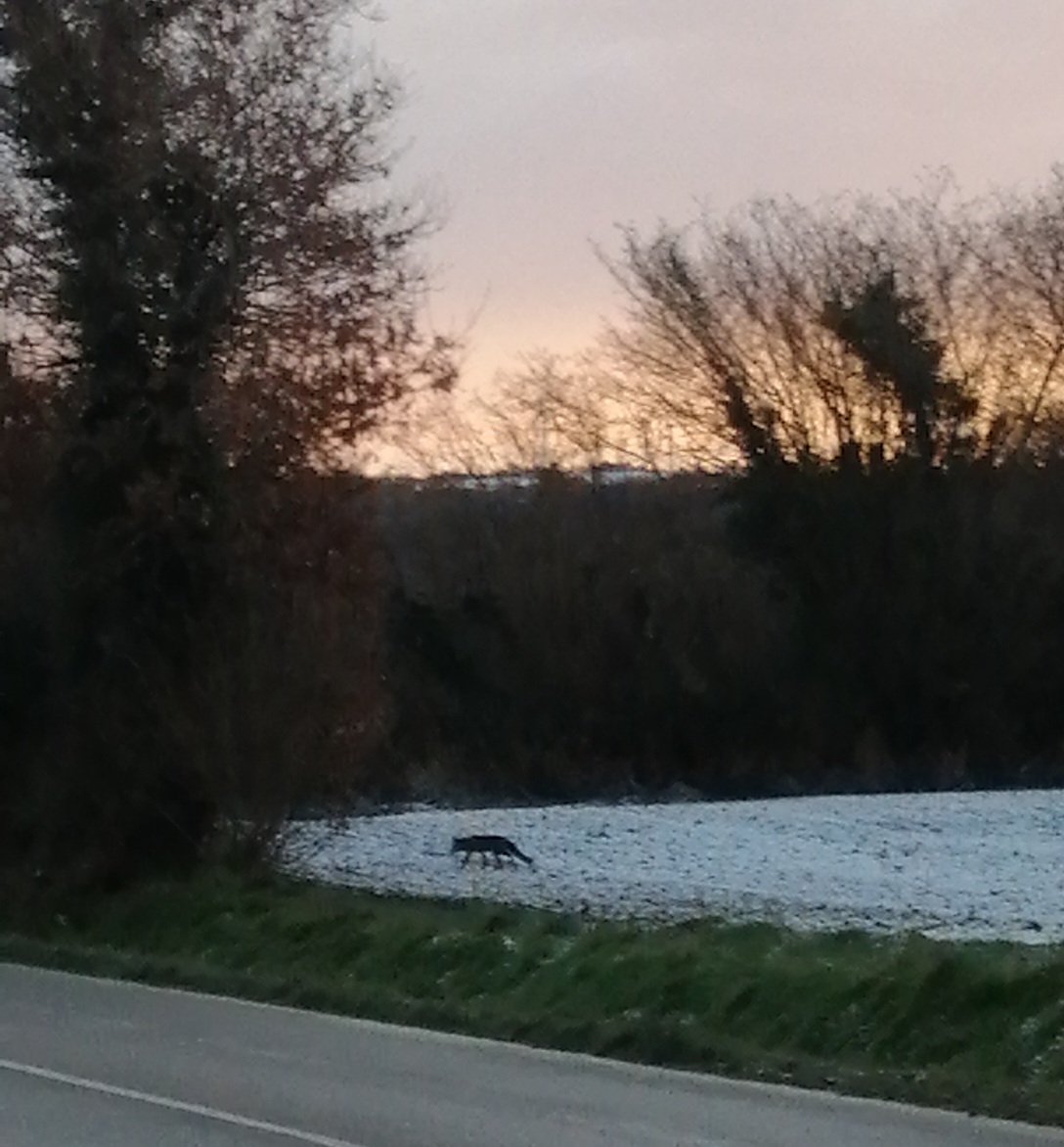 visite de maître renard ce matin ... #Montsdarrée #Finistère