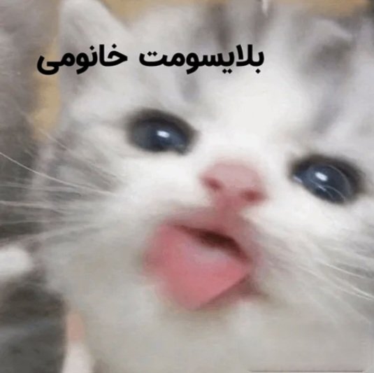 لیلیوم کوچولوی سفید-rest tweet media