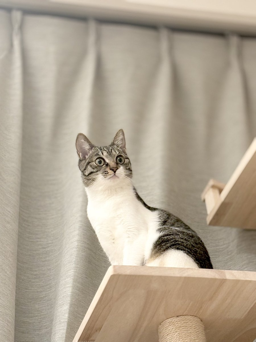 ツナクマ (@kuma_tuna) / Posts / X