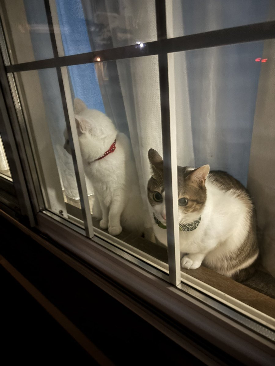 のえる (@zx_Noel_) / Posts and Replies / X