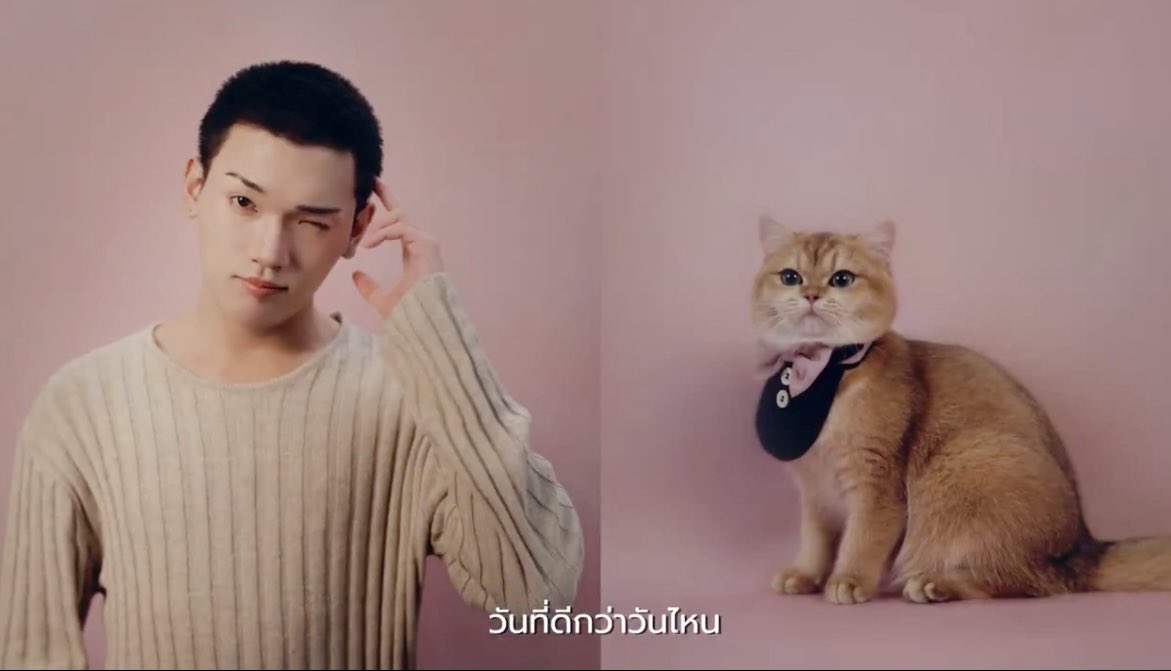 กิตตุ๋นเป็นแมวส้มเหยอ ดื้อมากเลยอะจิ😚🐱
 #MeOGoldxPERSES #Krittin_Perses