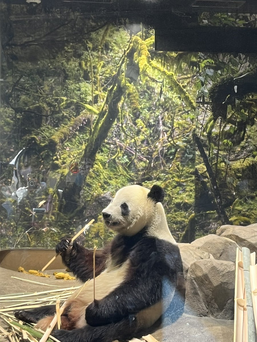 パンダ パンダに最後の挨拶してきました！！！ ありがとうパンダ、またいつか！🐼