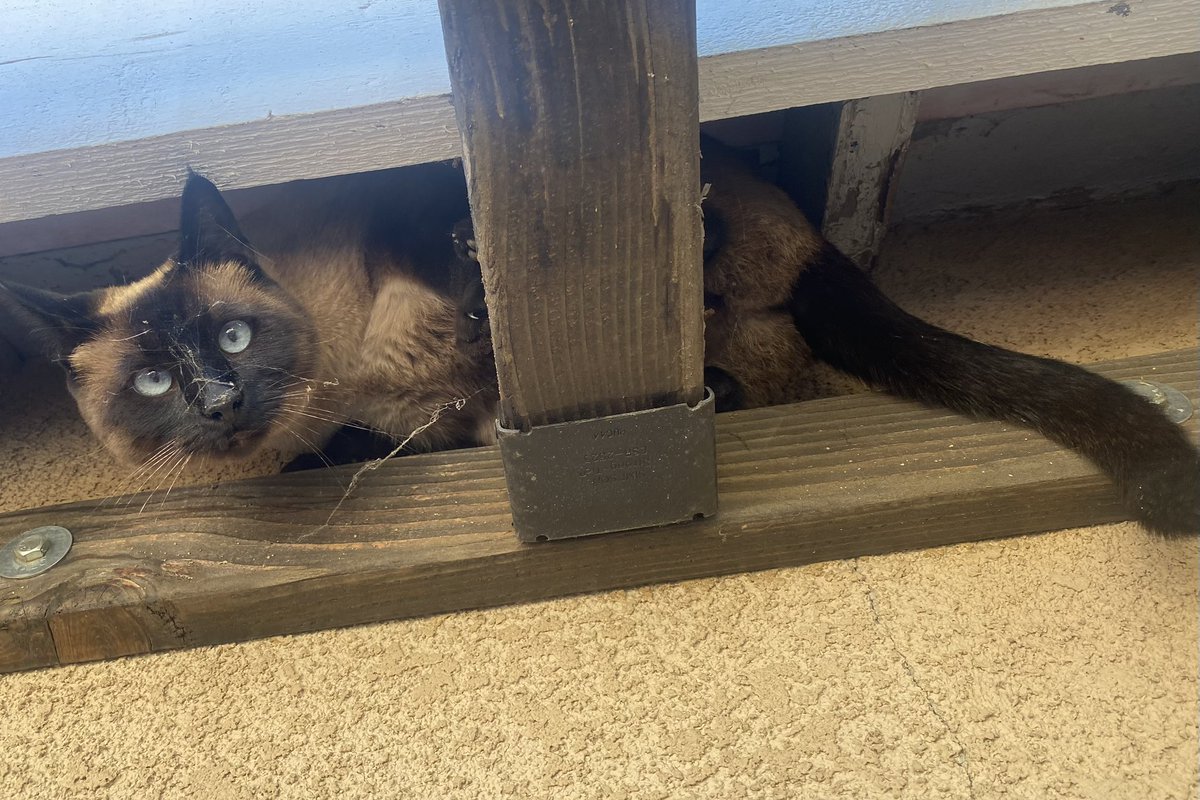 Diane Huff-Medina tweet media