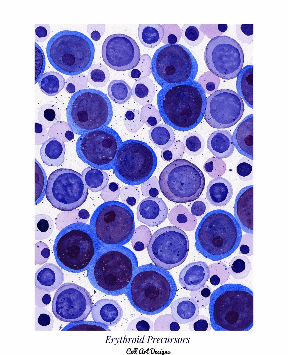 path_girl88's tweet photo. My first painting of 2026, Erythroid Precursors with very mild  dyserythropoiesis 😆. I’ve had a rough December holiday and so I really needed this one. Enjoy. 

9x12 in watercolor.

#pathx #pathart #hemepath #pathology https://t.co/Zkz7DU1j0H