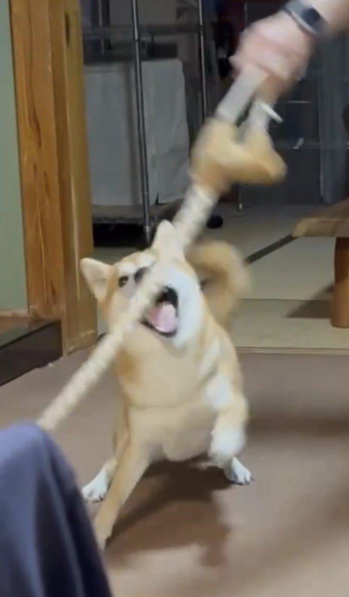 _chiida_'s tweet image. 今日のワン🐕