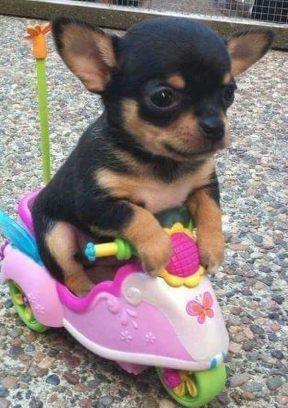 Si a pie no saludo, imagínense cuando los reyes me traigan mi triciclo apache