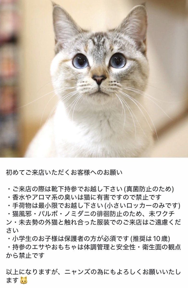 ねこカフェ肉灸 (@nikukyu0703) / Posts / X