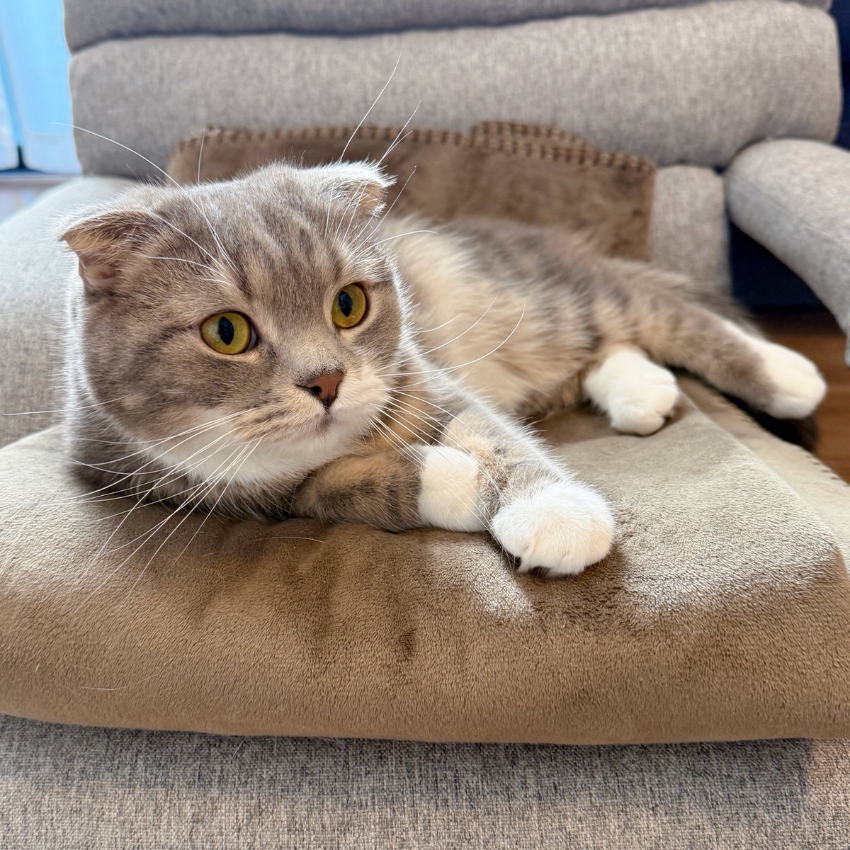 nekozo_cat's tweet photo. ←おいどんが呼んだとき
       →よめぞーが呼んだとき https://t.co/jBHQ29eghc