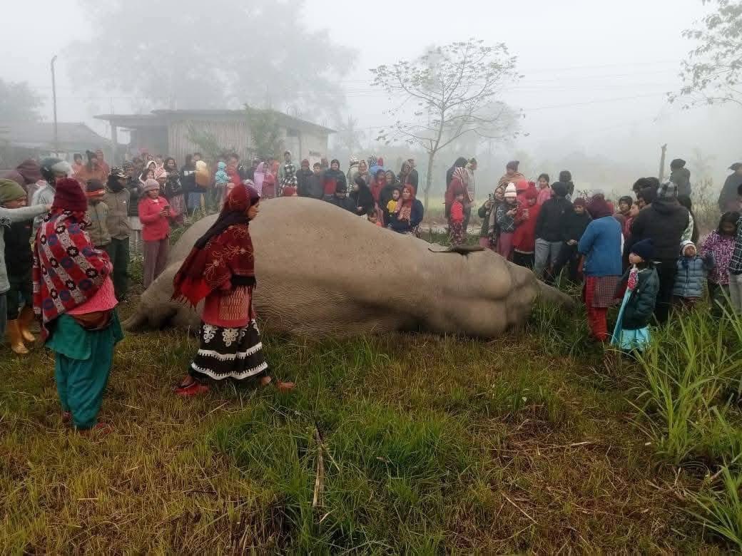 KathmanduBanda's tweet photo. झापामा भेटियो मृत अबस्थामा हात्ती😥 झापाको बुद्धशान्ति गाउँपालिका–३ मा मङ्गलबार बिहान  जंगली हात्ती मृत अवस्थामा फेला परेको छ।  स्थानीयवासीले जंगल नजिक हात्ती लडेको अवस्थामा देखेपछि प्रहरी र वन कर्मचारीलाई खबर गरेका थिए। https://t.co/DKxq93TSc6