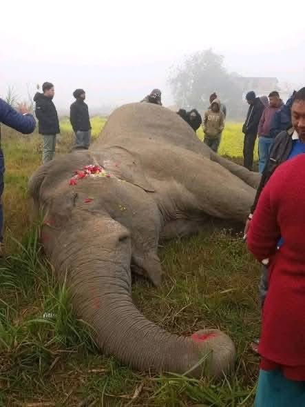 KathmanduBanda's tweet photo. झापामा भेटियो मृत अबस्थामा हात्ती😥 झापाको बुद्धशान्ति गाउँपालिका–३ मा मङ्गलबार बिहान  जंगली हात्ती मृत अवस्थामा फेला परेको छ।  स्थानीयवासीले जंगल नजिक हात्ती लडेको अवस्थामा देखेपछि प्रहरी र वन कर्मचारीलाई खबर गरेका थिए। https://t.co/DKxq93TSc6
