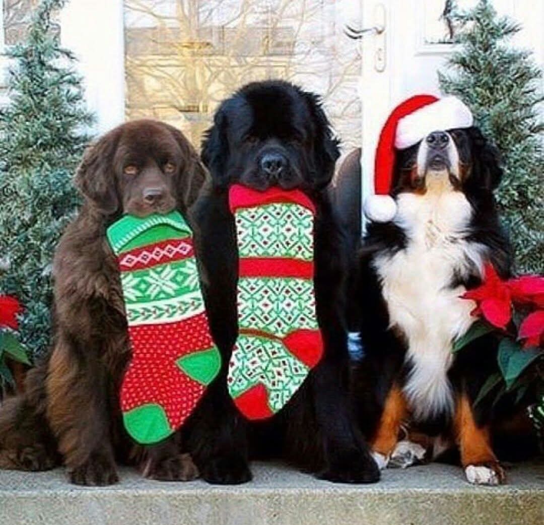 gerry6712's tweet image. Ricordati di riempire anche le nostre calze.  
Buona Epifania a tutti

#6Gennaio 
#Epifanía 
#BuongiornoATutti