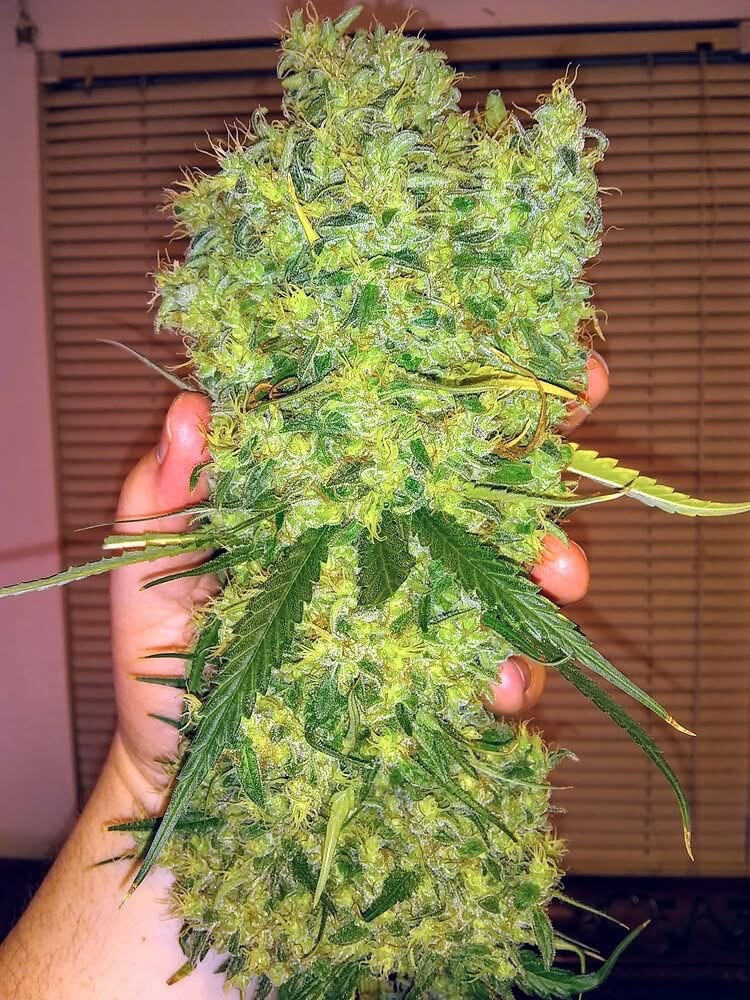 Huge cola! 😍🔥