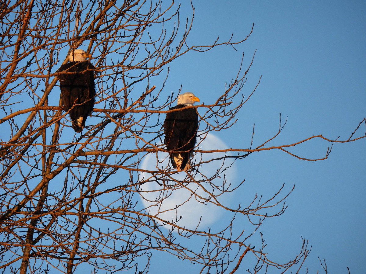 pnwkate's tweet photo. It’s national bird day today - here’s two bald eagles at boundary bay this morning Monday 5 January 2026 as the sun was rising and the moon going down Delta BC 🇨🇦🦅❤️ #NationalBirdDay https://t.co/5eCTXLvO9k