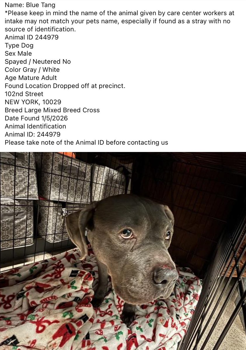 💥🆘Go. Get. Your. Dog.  They may not get out alive!

☎️Call NYCACC at 212-788-4000 and ask for dog by animal i.d. in picture.  #244979

📌Posted by #TeamAnimalVoice