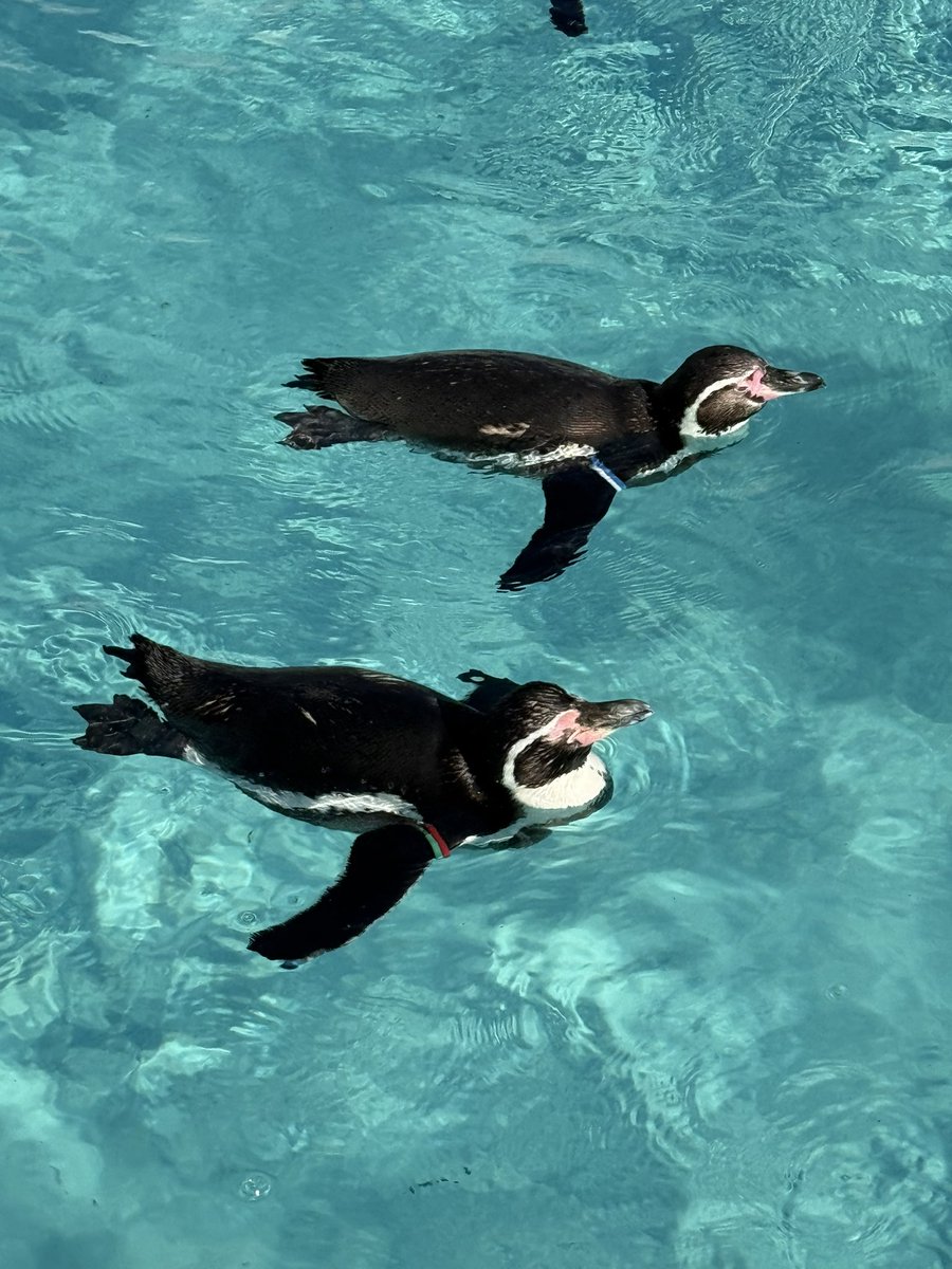 ペンギンは可愛くて好き♥️ #ペンギン #penguin #葛西臨海水族園