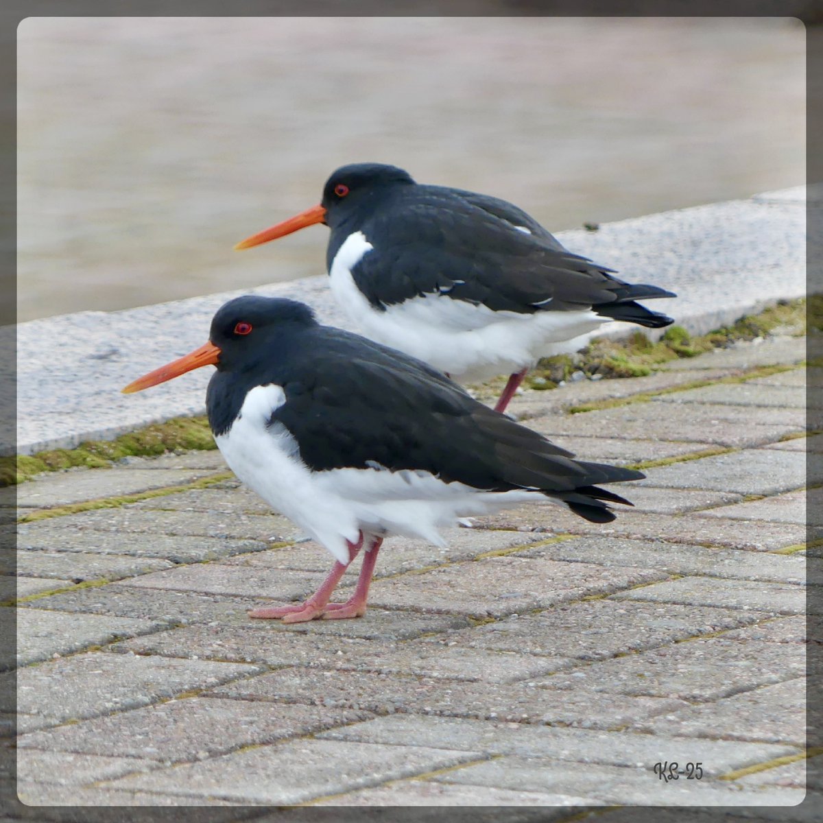 <a href="/indian_pitta/">Mohit Mehta</a>