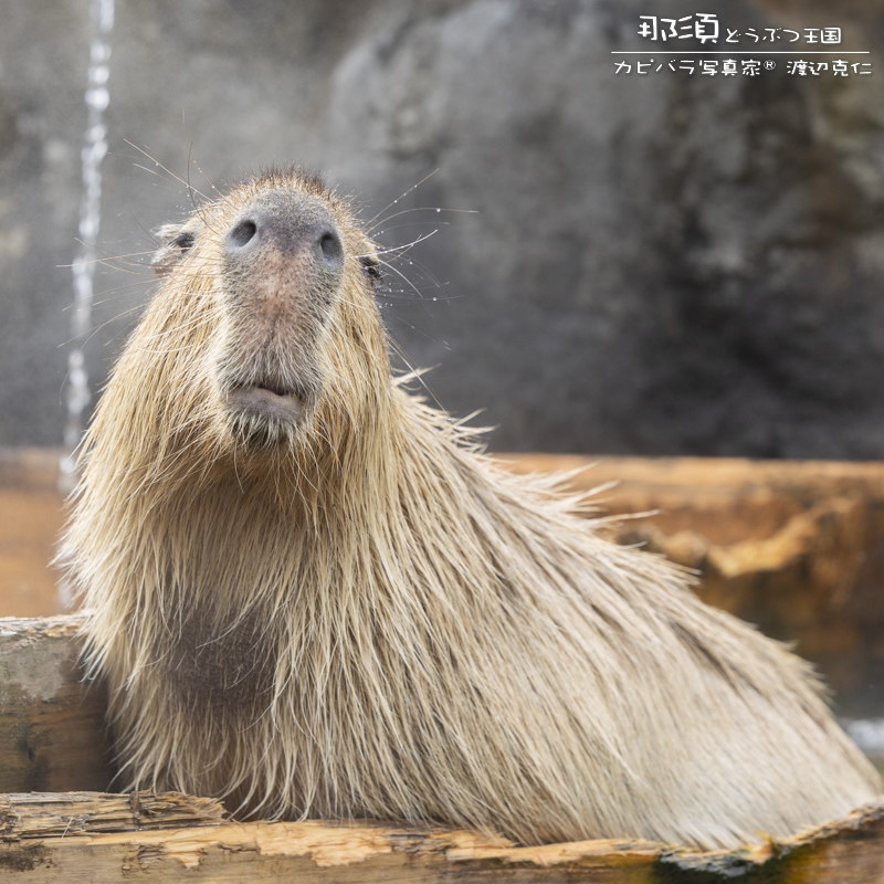 ちまちゃん (@nn930310) / Posts / X