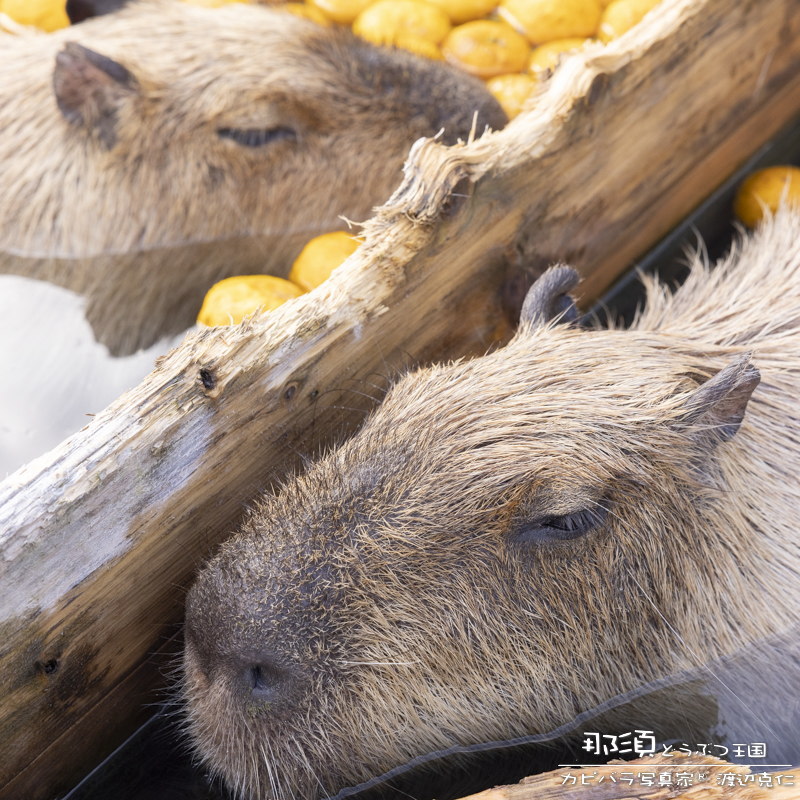 ちまちゃん (@nn930310) / Posts / X