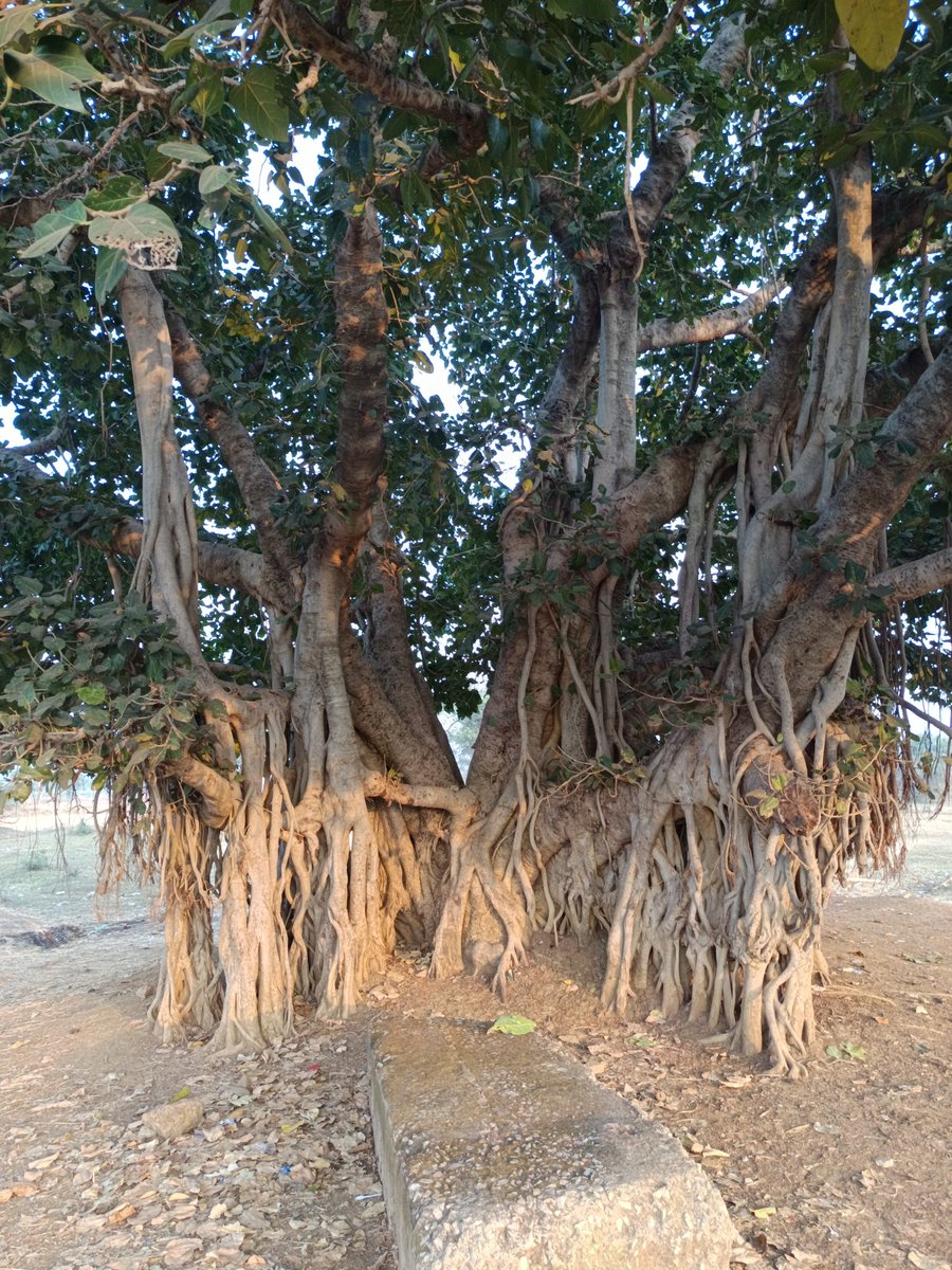 niileshraichura's tweet photo. Once upon a #thicktrunktuesday
#Trees #Nature #Treeday ๐ฟ๐ณ๐ฟ
#Treetime #Treeclub #Treepeople https://t.co/4x2lOYEkZ4