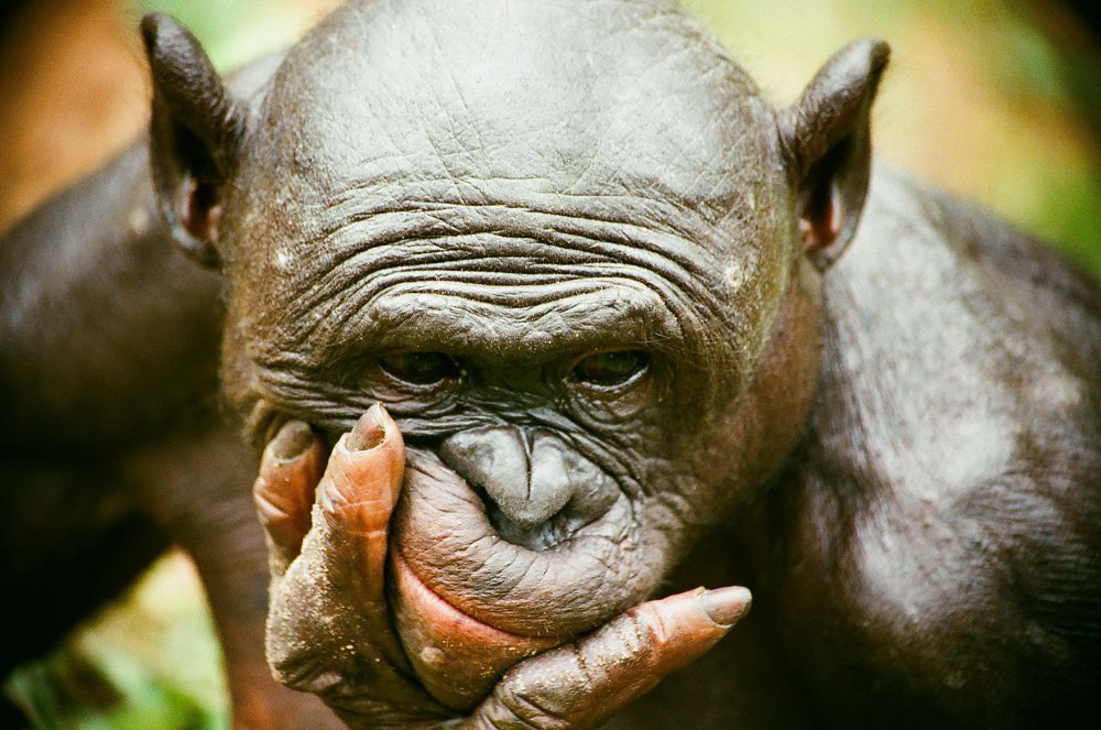 grimzone's tweet image. Интересно, а у кого теперь Китай будет покупать нефть?