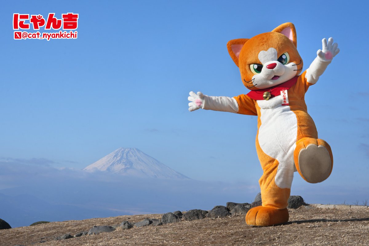 にゃん吉【公式】Nyankichi (@cat_nyankichi) / Posts / X